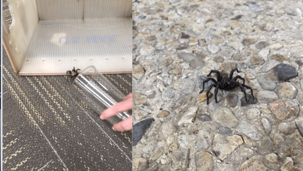 Tarantulas on the First Floor