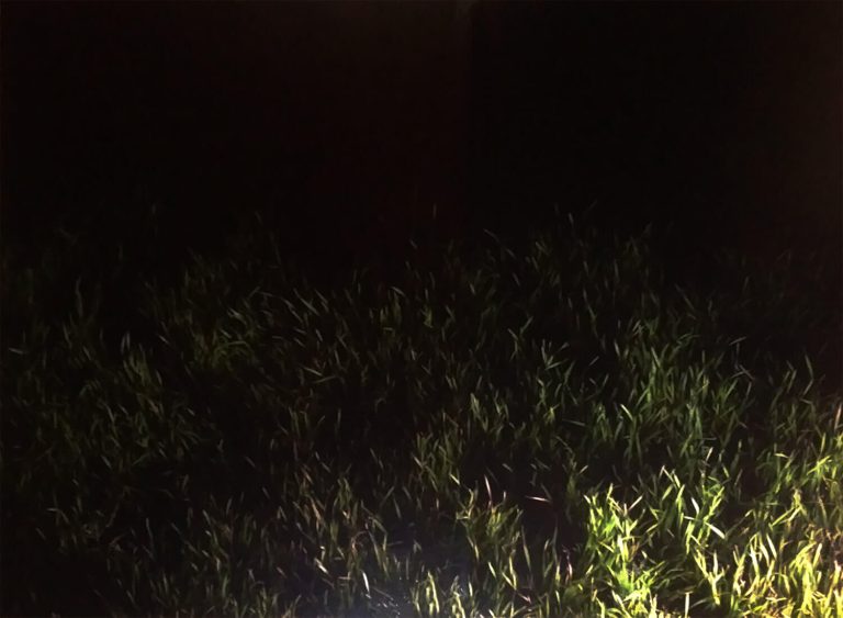 Lost It, Inkjet print - grass with matte black background