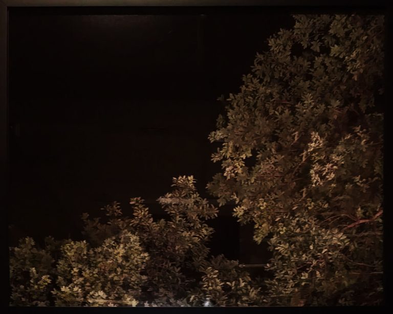 No Alternative, Inkjet print - top of tree with matte black background