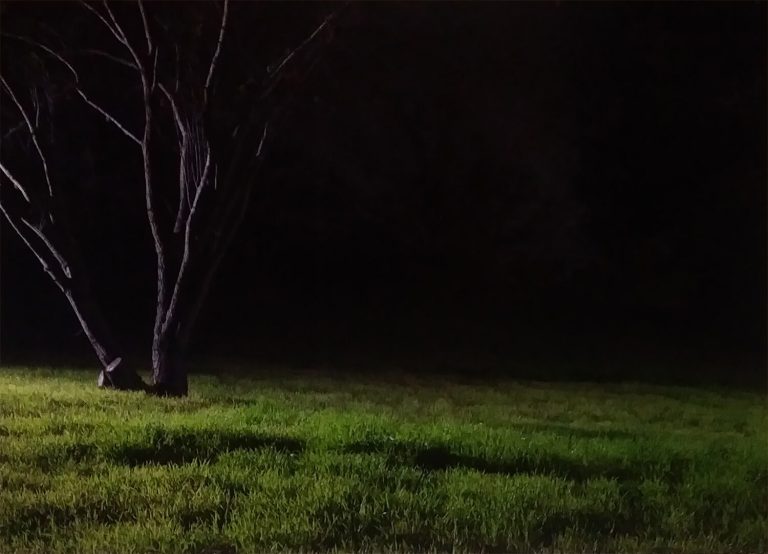 Tomorrow, I Promise, Inkjet print - tree and grass with matte black background